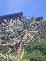 Consolea moniliformis