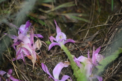 Pleione praecox