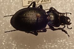 Carabus lusitanicus