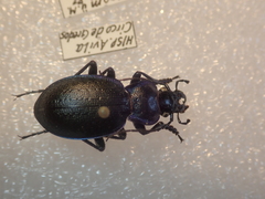 Carabus lusitanicus