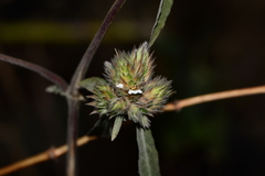 Lepidagathis incurva