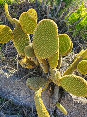 Opuntia microdasys