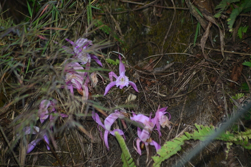 Pleione praecox, photograph 4