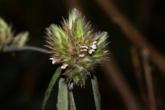 Lepidagathis incurva