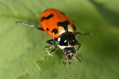 Hippodamia caseyi