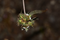 Lepidagathis incurva