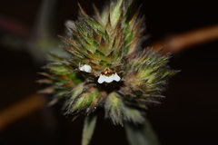 Lepidagathis incurva