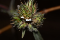 Lepidagathis incurva