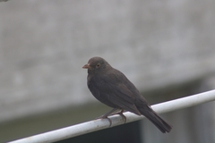 Turdus merula cabrerae