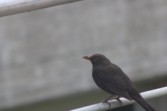 Turdus merula cabrerae