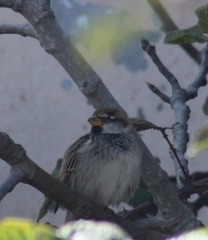 Passer hispaniolensis