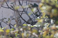 Passer hispaniolensis