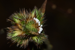 Lepidagathis incurva