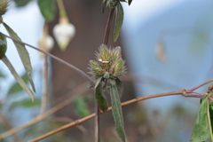 Lepidagathis incurva