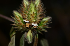 Lepidagathis incurva