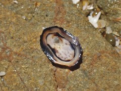 Patelloida latistrigata