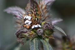 Lepidagathis incurva