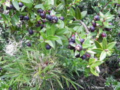 Gaultheria phillyreifolia