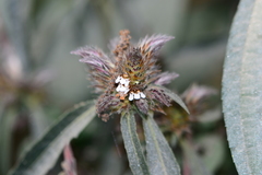 Lepidagathis incurva