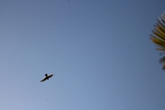 Falco tinnunculus canariensis