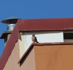 Falco tinnunculus canariensis