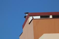 Falco tinnunculus canariensis