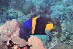 Arabian Angelfish photo 2