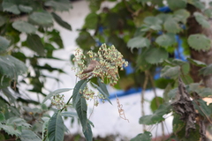 Gynura