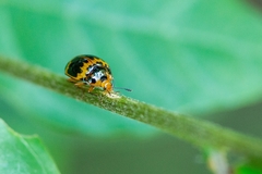 Iphiclus signatus