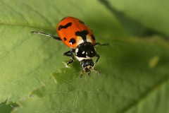 Hippodamia caseyi