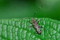 Colobothea rubroornata