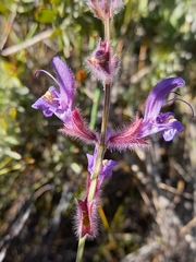 Salvia albicaulis