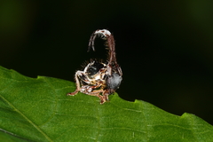 Tessarecphora arachnoides