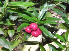 Gaultheria tenuifolia