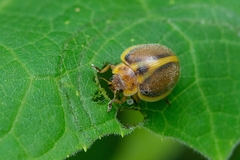 Epilachna clandestina