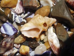 Phycothais reticulata