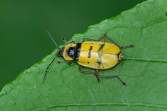 Chauliognathus missionum