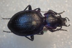 Carabus lusitanicus