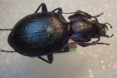 Carabus lusitanicus