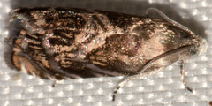 Grapholita prunivora