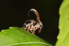 Tessarecphora arachnoides