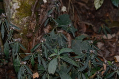 Lepidagathis incurva