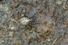 Alpaida alticeps