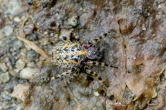 Alpaida alticeps