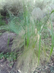 Austrostipa verticillata