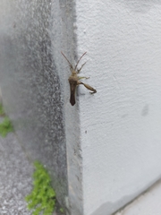 Meropachyini