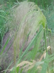 Austrostipa verticillata
