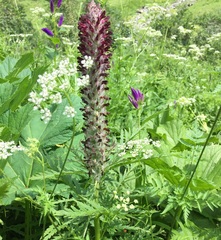 Pedicularis atropurpurea