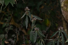 Lepidagathis incurva