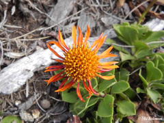 Haplopappus nahuelbutae